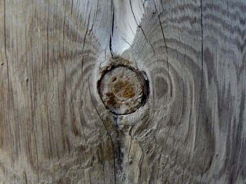 wood knot texture