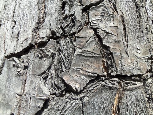 wood cracks vegetation