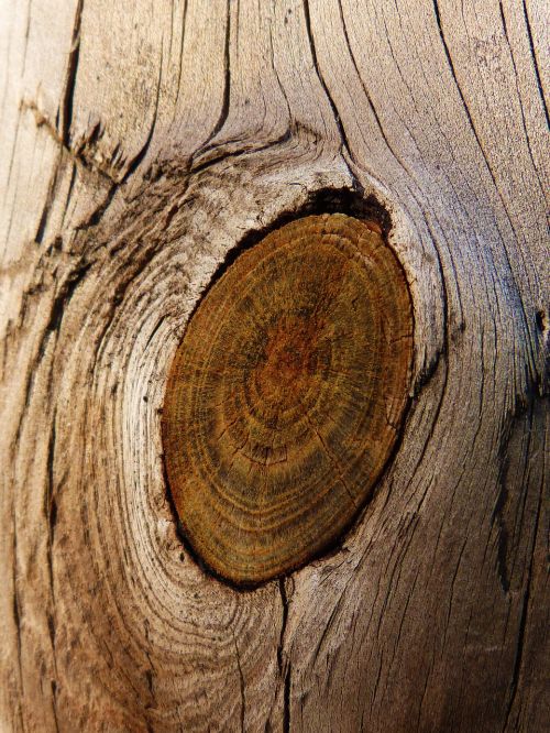 wood knot trunk