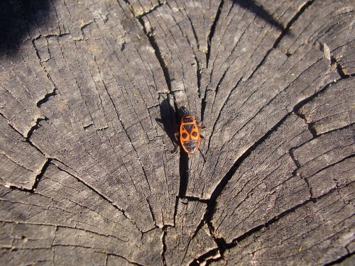 wood beetle insects