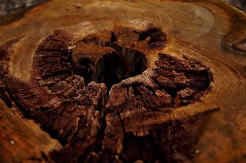 wood brown log