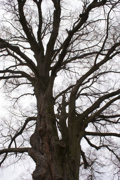 wood branches old