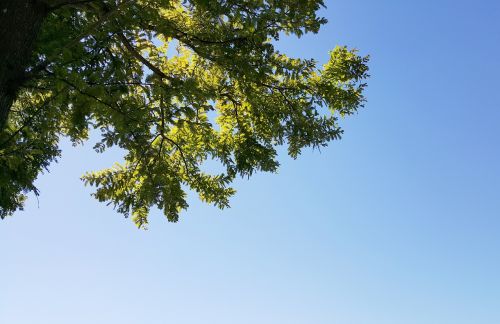 branch wood sky