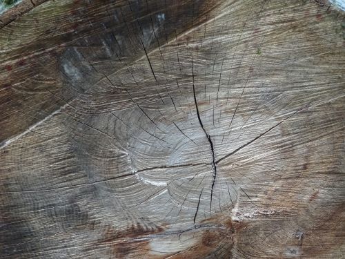 wood log rings