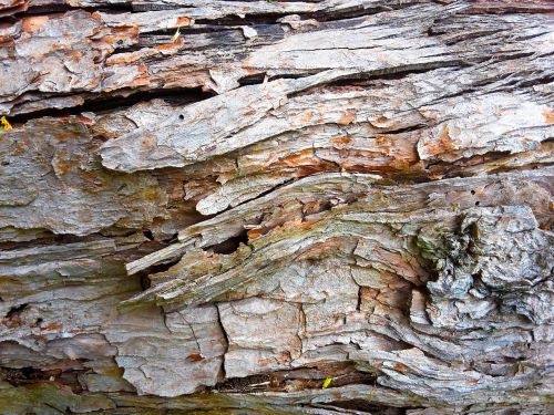 wood trunk tree