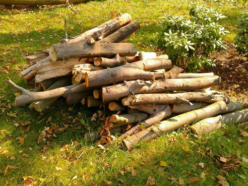 wood tree fuel