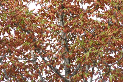 foliage wood autumn