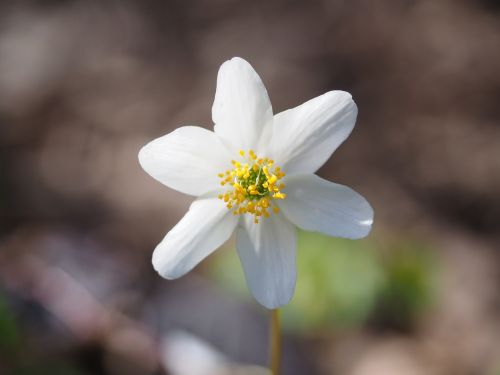 wood anemone blossom bloom