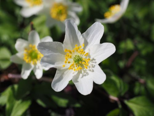 wood anemone blossom bloom