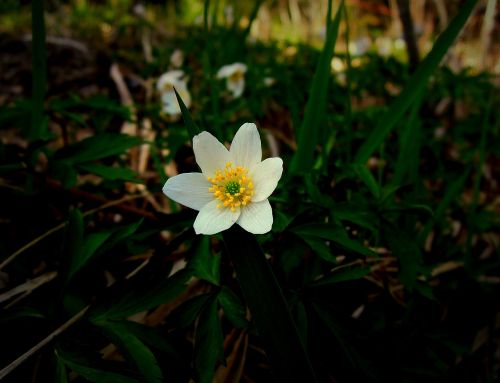 wood anemone spring spring flower