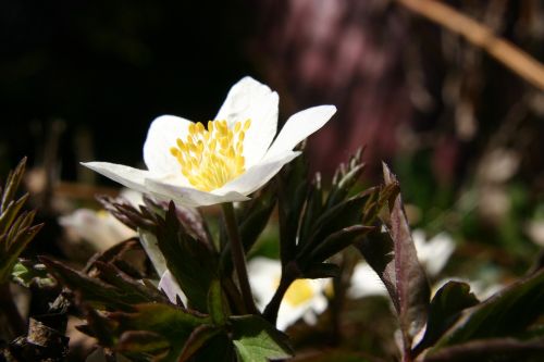 wood anemone spring flower