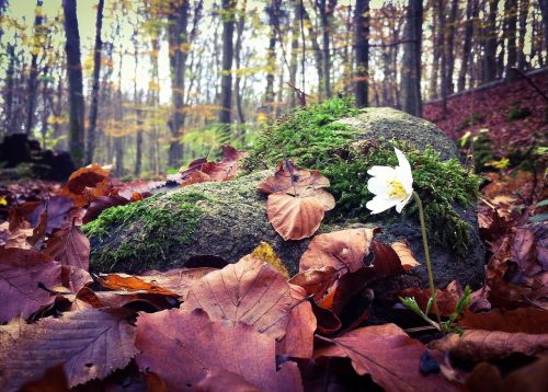 wood anemone spring leaf