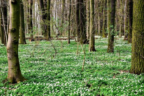 wood anemone carpet forest