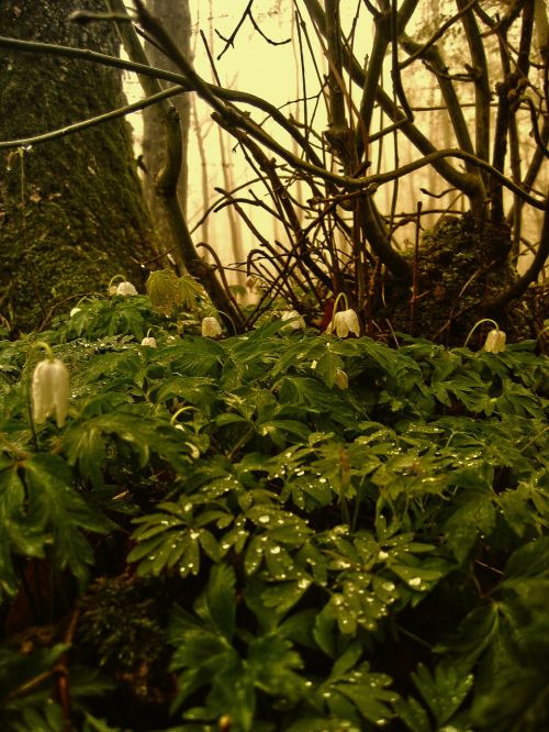wood anemone forest nature