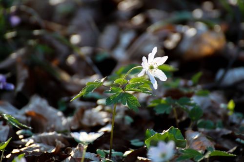 wood anemone flower forest flower