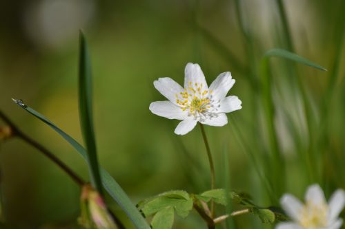 wood anemone drop of water green