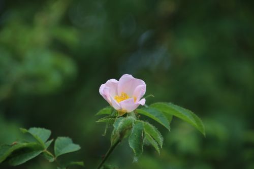 wood anemone close blossom