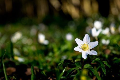wood anemone white flower summer