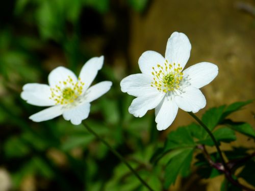 wood anemone spring flower