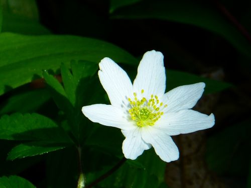 wood anemone spring flower