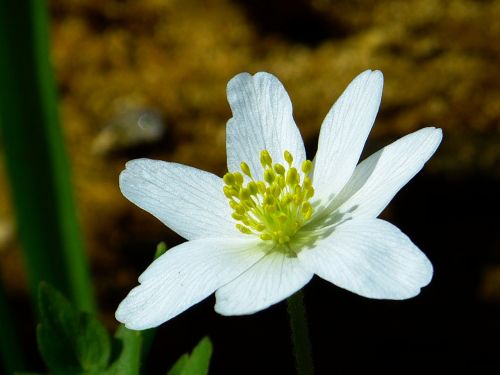 wood anemone spring flower