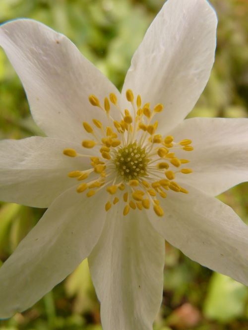 wood anemone anemone hahnenfußgewächs