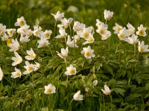 wood anemone anemone hahnenfußgewächs