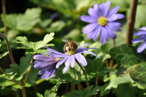 wood anemone bee purple