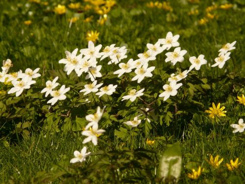 wood anemone anemone hahnenfußgewächs