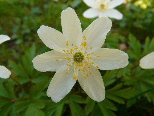 wood anemone anemone hahnenfußgewächs