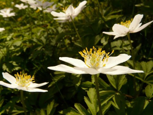 wood anemone anemone hahnenfußgewächs