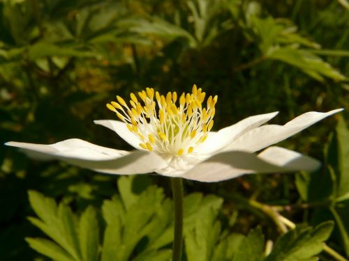 wood anemone anemone hahnenfußgewächs