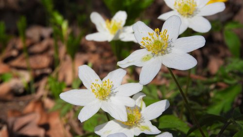 wood anemone  flowers  anemone nemorosa