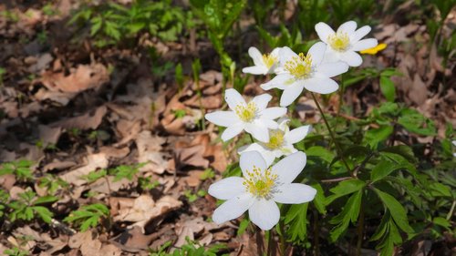 wood anemone  anemone nemorosa  anemone