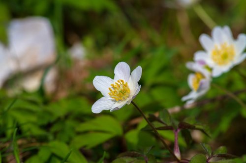 wood anemone  flower  nature