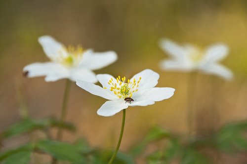 wood anemone  blossom  bloom