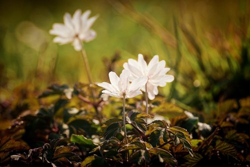 wood anemone  forest  nature