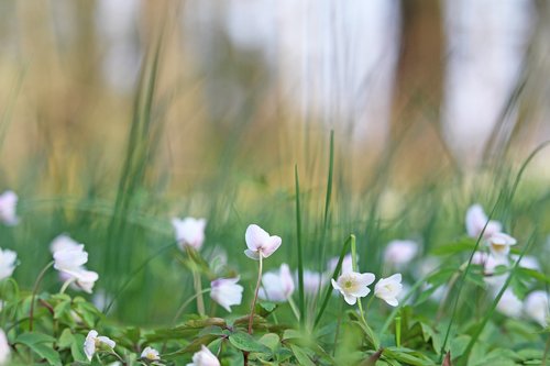 wood anemone  forest flower  white