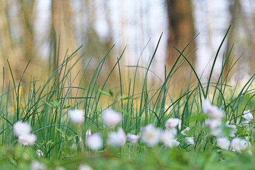 wood anemone  forest flower  white