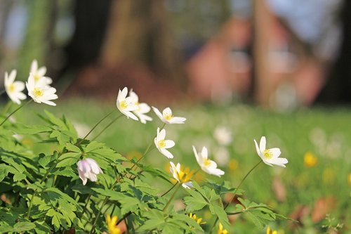 wood anemone  forest flower  white