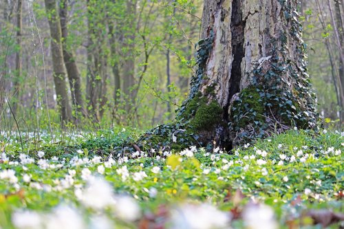 wood anemone  forest flower  white
