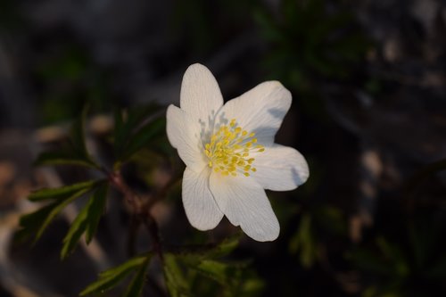 wood anemone  flower  nature