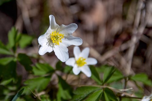 wood anemone  white  wild flower