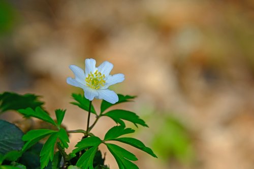 wood anemone  nature  spring