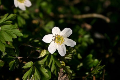 wood anemone flower blossom