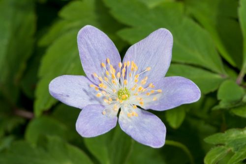 wood anemone flower bloom