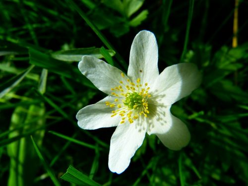 wood anemone blossom bloom