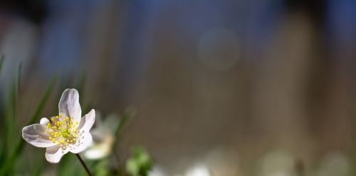 wood anemone flower spring flower