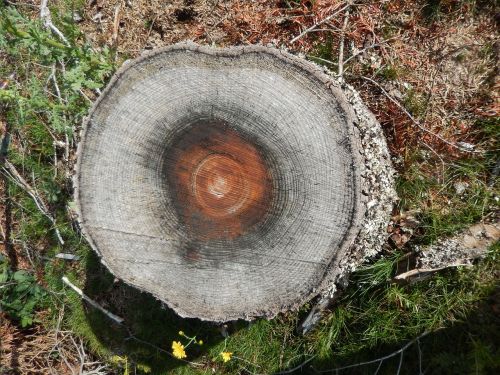 wood bark trunk nature