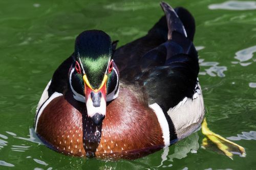 wood duck macro bird